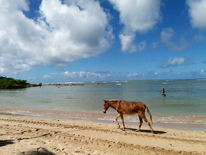 Cavalo andando na Quarta Praia em Morro de SP