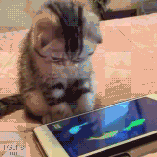 Melhores apps de viagem grátis: Gif animado de um gatinho brincando em um app de aquário no celular