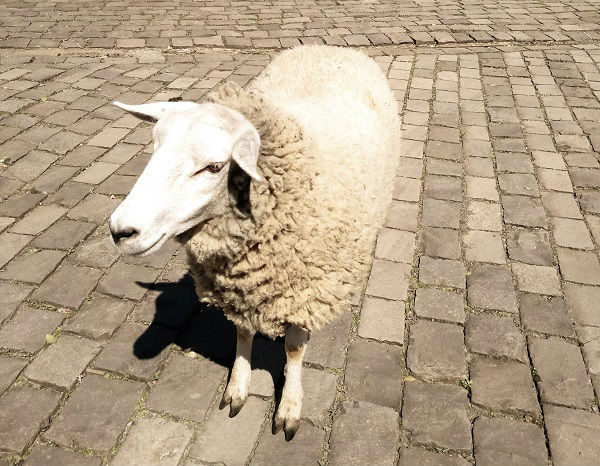 O que fazer em Canela - RS: ovelha na vinícola Jolimont