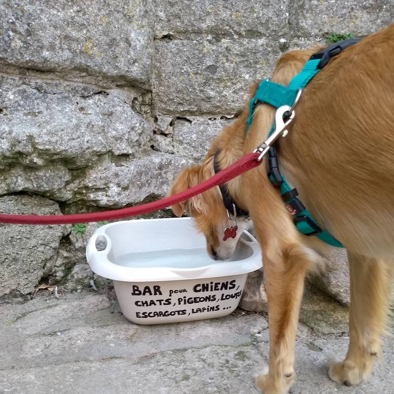 Cachorro bebendo um pote de água público na França