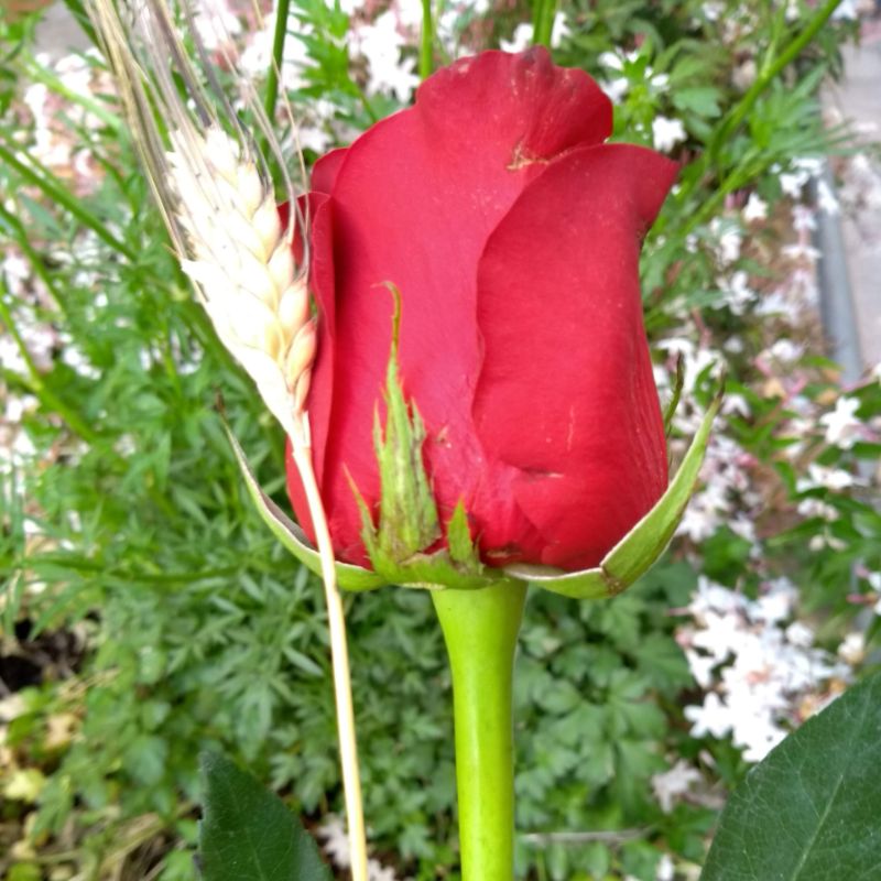 Rosa presenteada no Dia de Sant Jordi