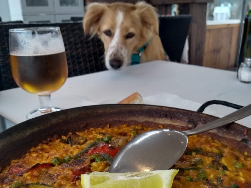 Cachorro olhando para um prato de paella na espanha