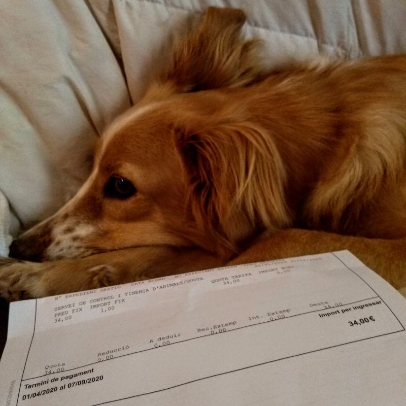 Documento de imposto para cachorro na Espanha